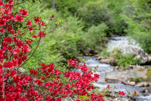 Fototapeta Naklejka Na Ścianę i Meble -  azalea bloom along river