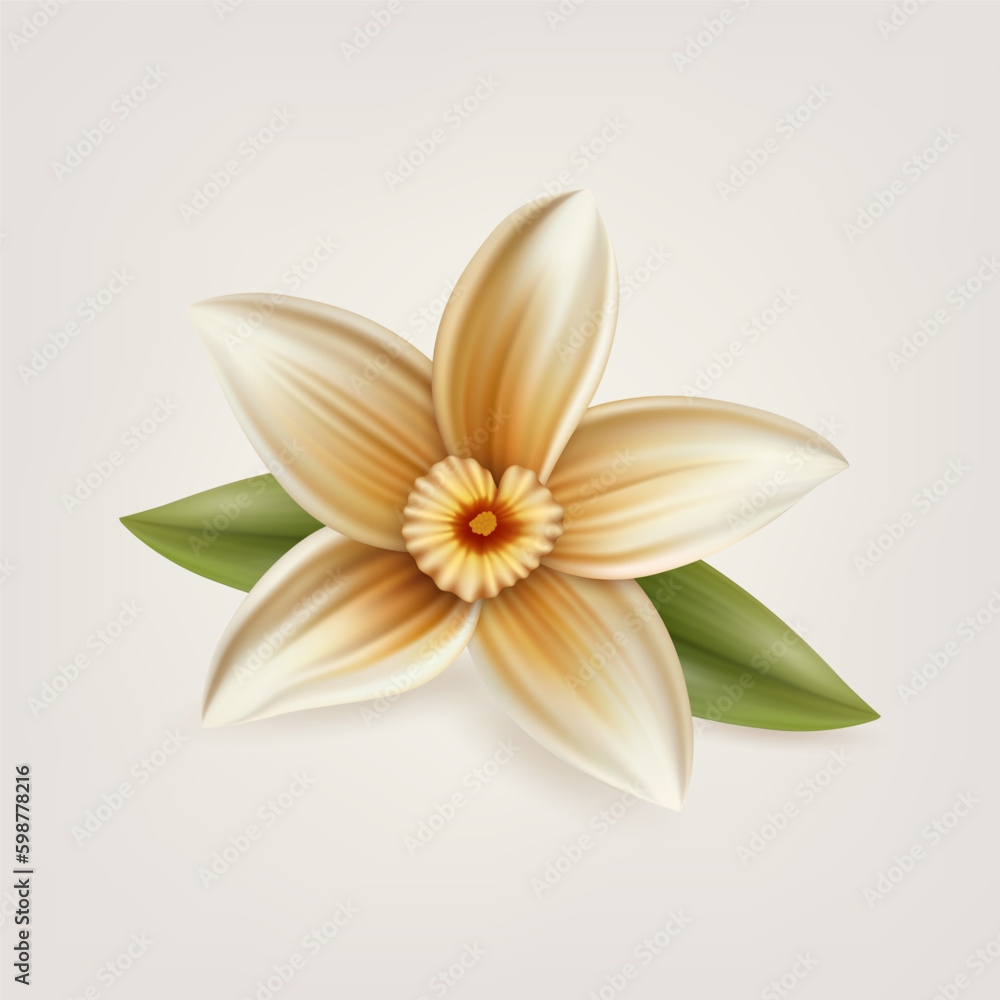 Vector 3d Realistic Sweet Scented Fresh Vanilla Flower with Leaves Closeup Isolated. Design Templates for Distinctive Flavoring, Culinary Concept. Front View