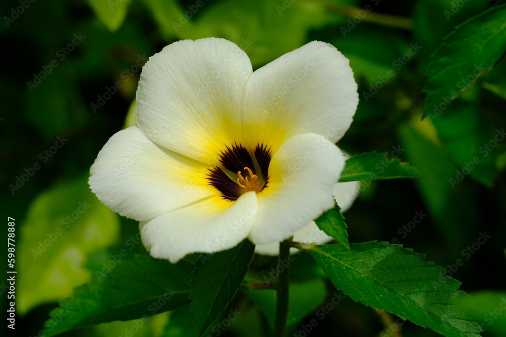 Bunga pukul delapan, lidah kucing. Turnera ulmifolia. Recent studies have shown that this plant contains antibiotic activity against methicillin-resistant Staphylococcus aureus. Bunga pukul delapan, lidah kucing. Turnera ulmifolia. Recent studies have shown that this plant contains antibiotic activity against methicillin-resistant Staphylococcus aureus.