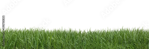 Grass on transparent background 3d rendering png