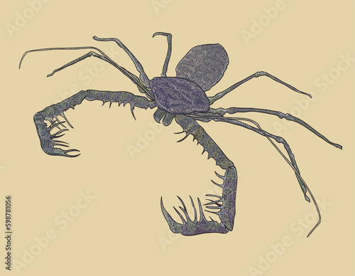 Drawing Talles whip scotpion, exotic,nature, art.illustration, vector
 photo