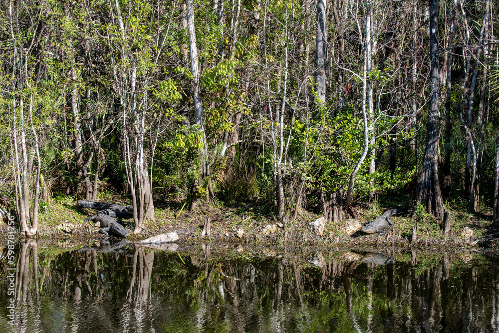 Three American Alligators basking on the shore of a swamp in the everglades. Three American Alligators basking on the shore of a swamp in the everglades.