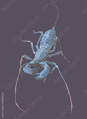 Drawing Whip scorpion, exotic, small, sting,art.illustration, vector
 photo