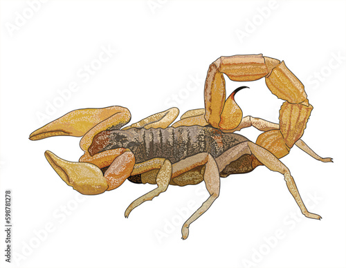Drawing Yellow ground scorpion, poisoneus, danger, art.illustration, vector