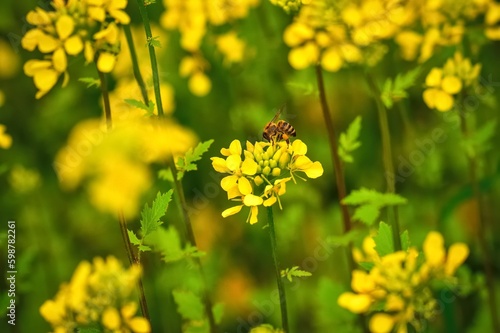 Beautiful yellow-green natural background in spring scenery. Bee in yellow rapeseed flowers. Photo with a shallow depth of field. © shadowmoon30