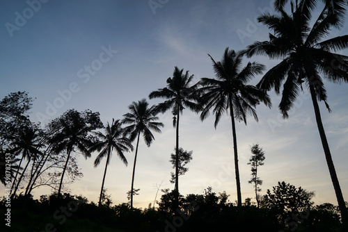 Silhouette of coconut trees in the morning at sunrise