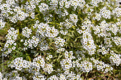 小さな白い花「スイートアリッサム」の背景 © decoplus