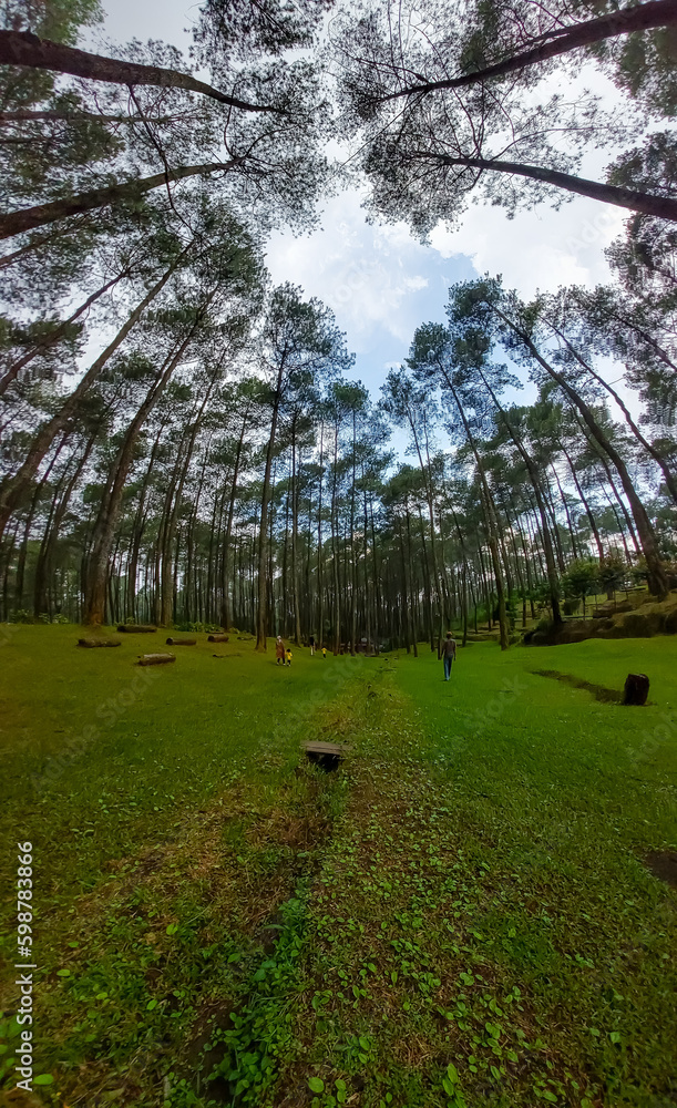 Obraz premium trees in the park