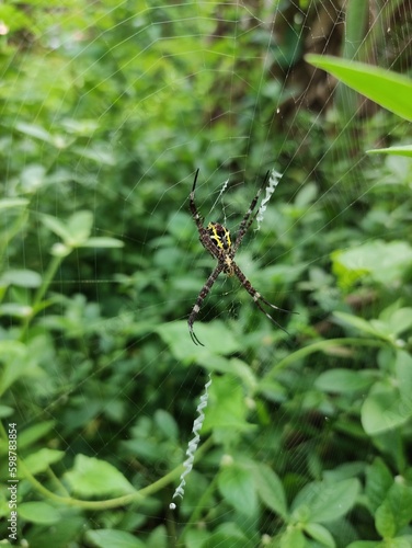 spider on a web