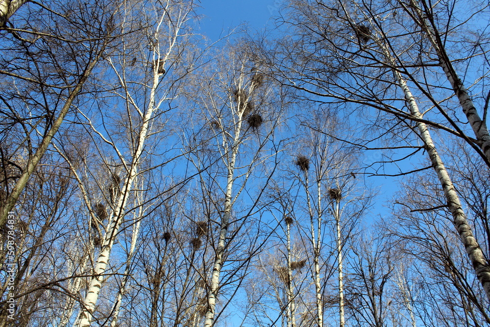 In early spring, the birds built their nests in the tops of the trees. In early spring, the birds built their nests in the tops of the trees.