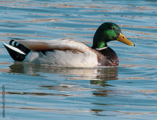 duck on the water