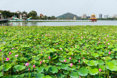 View of the lotus in bloom at the Lotus Pond(Lianchihtan) in Kaohsiung, Taiwan. it is an artificial lake and a popular tourist destination. photo