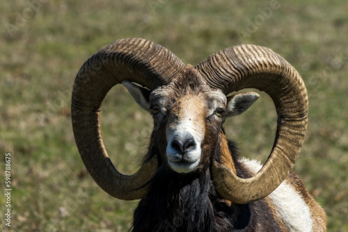 Portrait of Big Horn Sheep Goat 