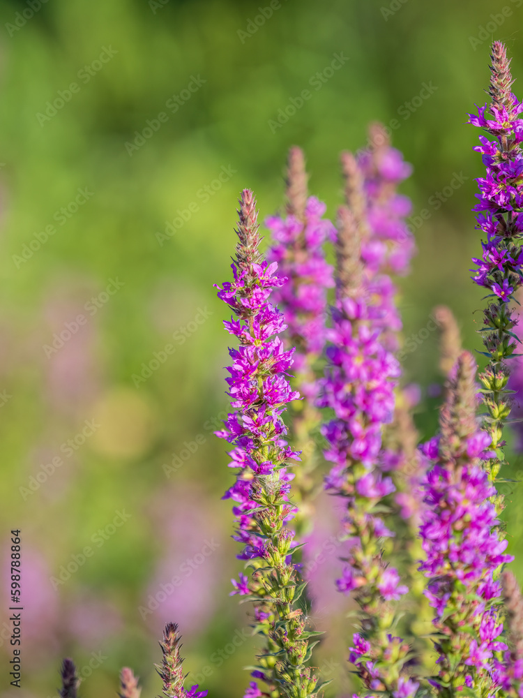 Obraz premium Summer Flowering Purple Loosestrife, Lythrum tomentosum on a green blured background.