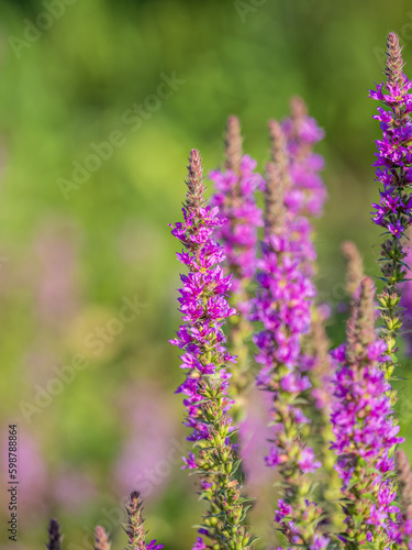 Summer Flowering Purple Loosestrife, Lythrum tomentosum on a green blured background.