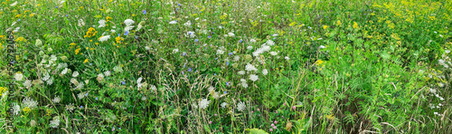 flowering summer meadow with multicolored wildflowers and herbs. natural panorama.