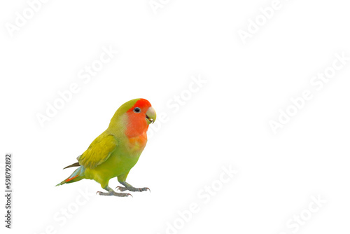 Cute of Lovebird standing isolated on transparent background png file