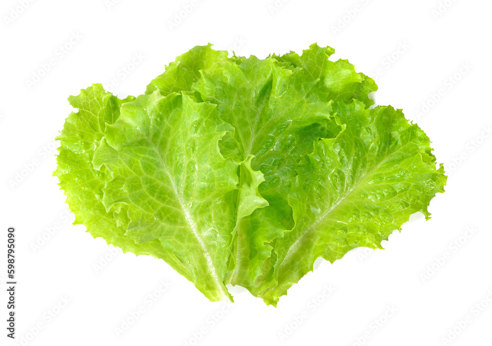 Lettuce isolated on white background. Salad leaf Lettuce isolated on white background. Salad leaf