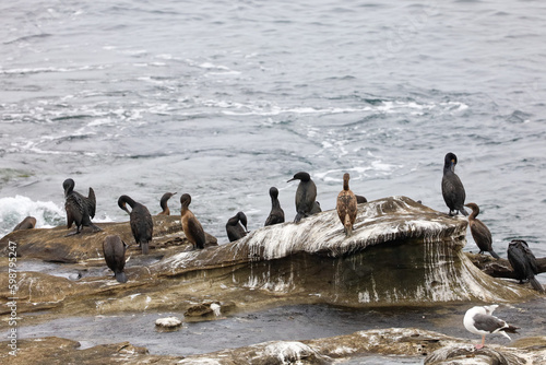 Cormorants on the rocks by the seashore in La Jolla Cove in California.