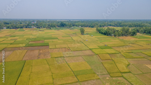 Ripe rice field Drone aerial landscape photo