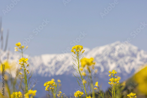 field of yellow flowers © ＨａｐｐＹ　Ｌｉｆｅ。
