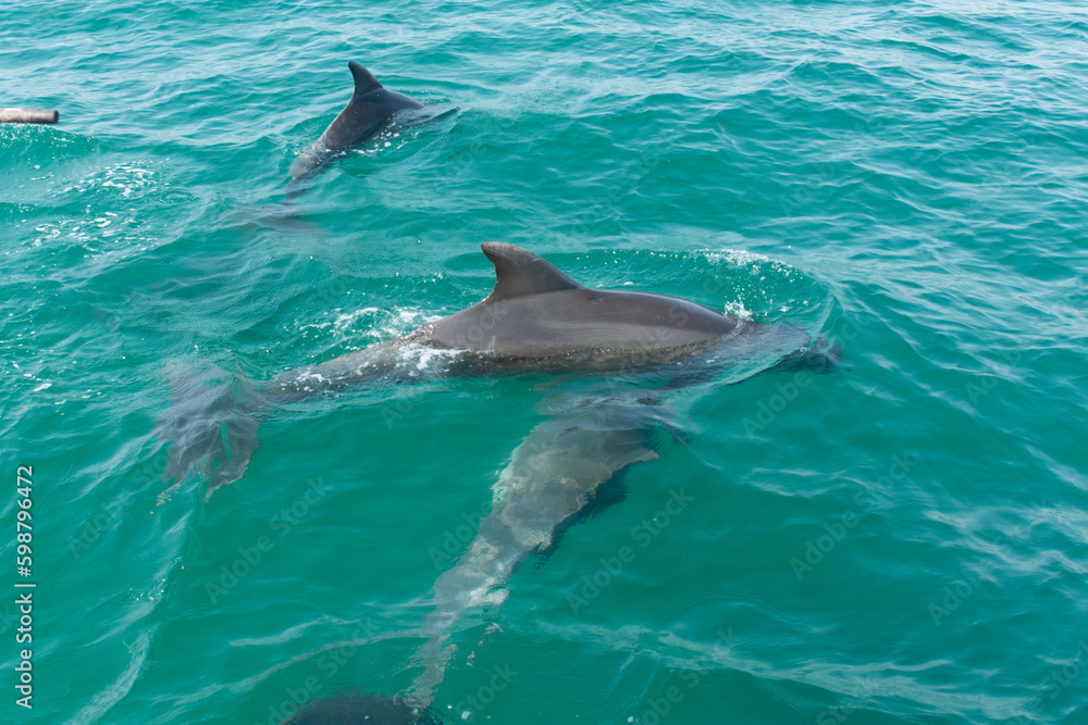 Fototapeta premium dolphins