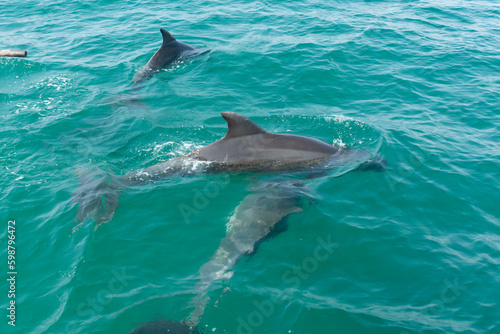 dolphins © Beatriz