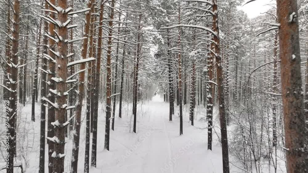 Flight in the middle of the winter snow forest
Flight in the middle of the winter snow forest