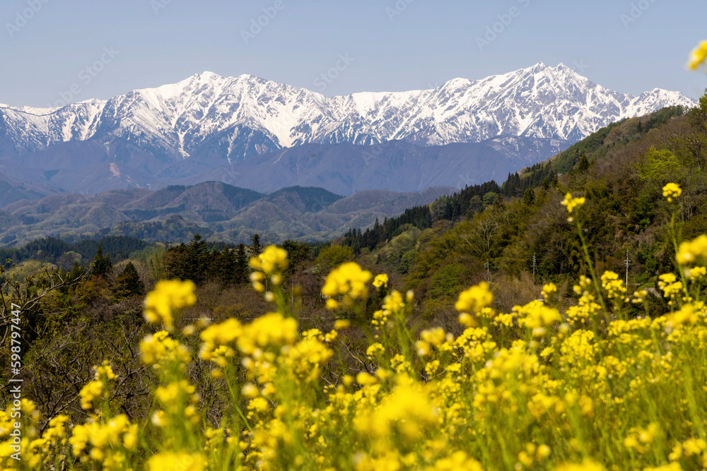 meadow with flowers meadow with flowers