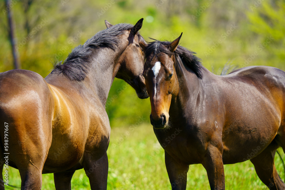 Fototapeta premium 引退後の2頭の競走馬