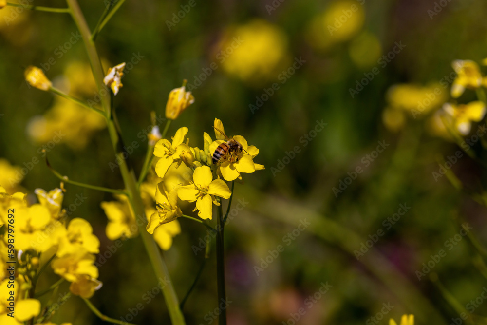 Obraz premium field of flowers