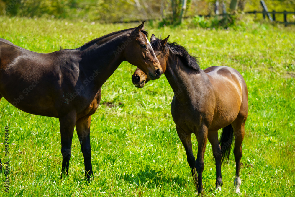 引退後の2頭の競走馬