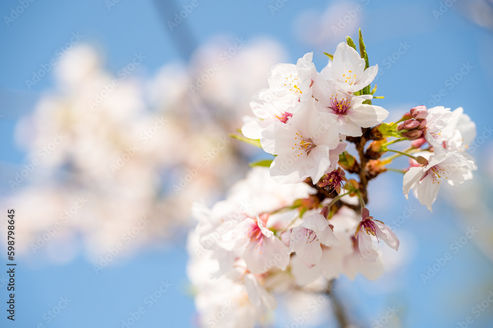 Beautiful sakura flower (cherry blossom) in spring. sakura tree flower on blue sky. Beautiful sakura flower (cherry blossom) in spring. sakura tree flower on blue sky.