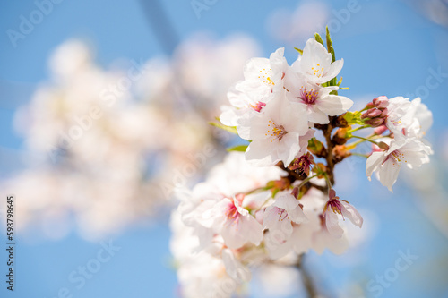 Beautiful sakura flower (cherry blossom) in spring. sakura tree flower on blue sky.