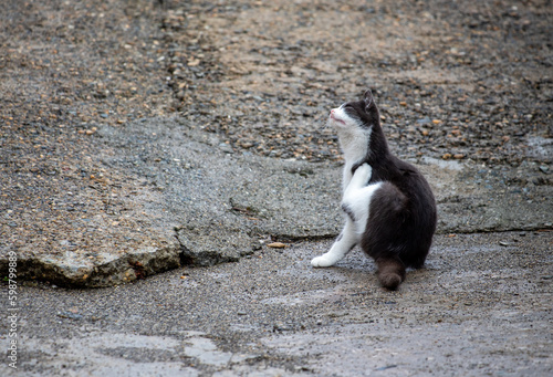 homeless cats on the street