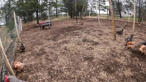 Time warp of chickens and ducks in large enclosed vegetable garden. Animals will eat all grass, weeds and anything edible pulverizing soil and preparing garden for vegetable planting naturally fertili