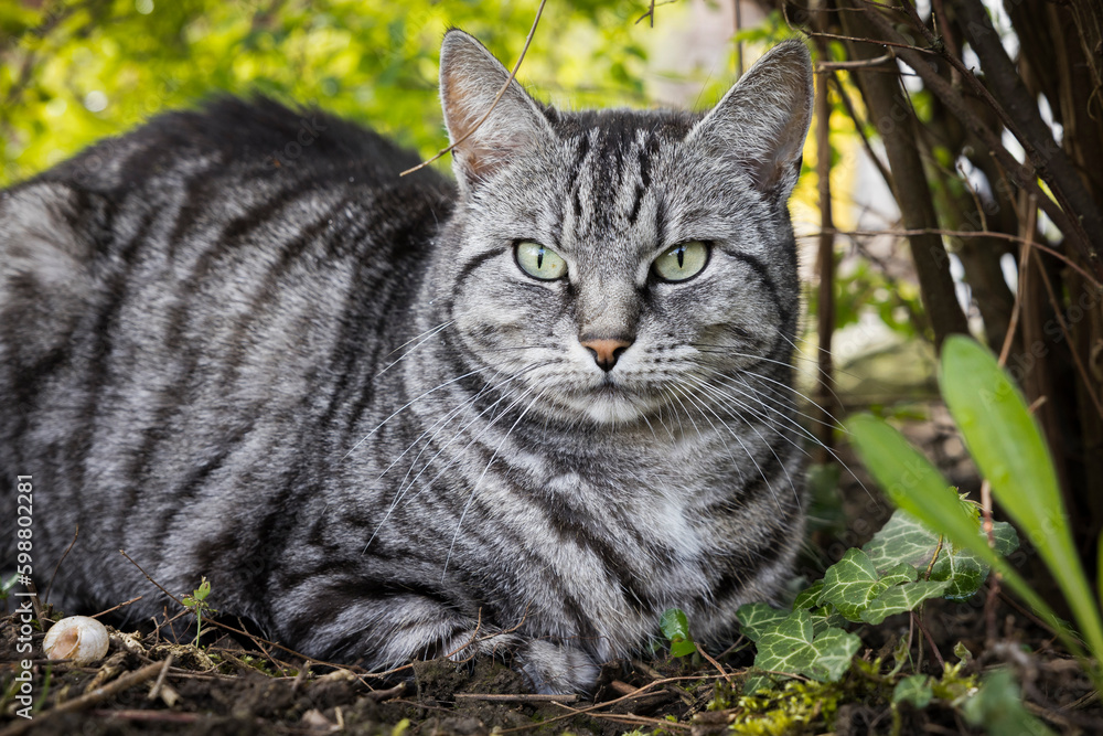 Fototapeta premium Katze liegt im Garten unter Büschen