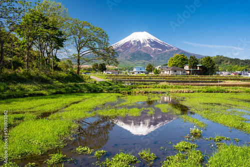 クレソン畑から富士山と逆さ富士