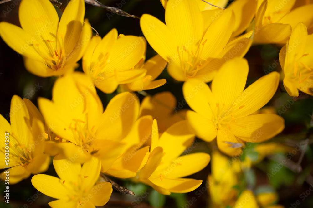 Gorgeous yellow flowers bloom during spring, adding a vibrant pop of color to the season's natural beauty.Yellow crocuses in the early spring. Gorgeous yellow flowers bloom during spring, adding a vibrant pop of color to the season's natural beauty.Yellow crocuses in the early spring.