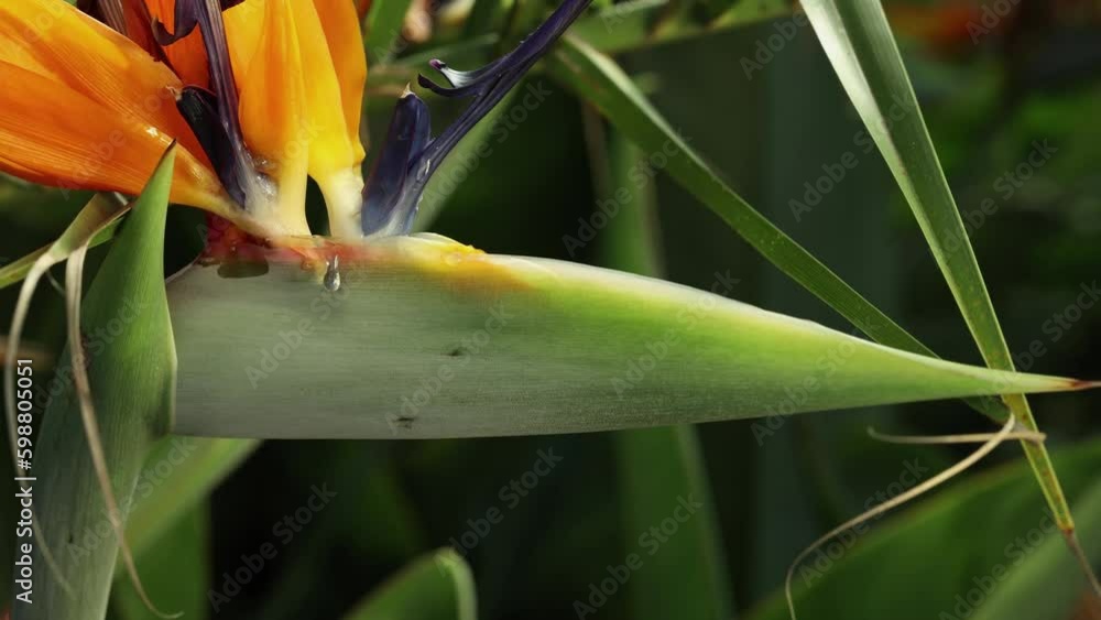Closer view and right side truck camera movement from a Strelitzia reginae flower. Closer view and right side truck camera movement from a Strelitzia reginae flower.