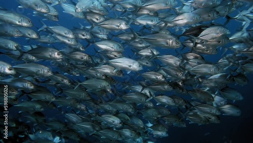 Large school of Jackfish shining likee silver in crystal clear blue water photo