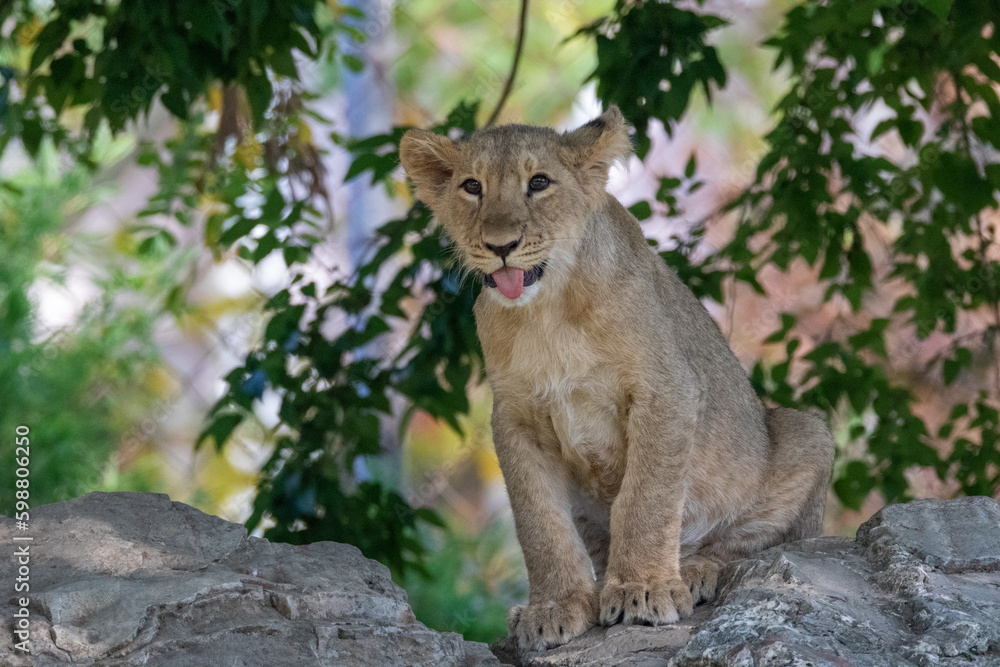 Fototapeta premium Lion | Leeuw | Löwe