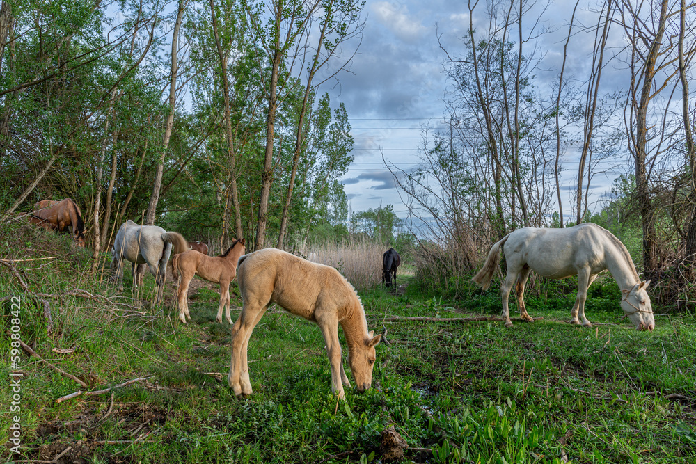 Obraz premium Young foals with their mothers mares, grazing.