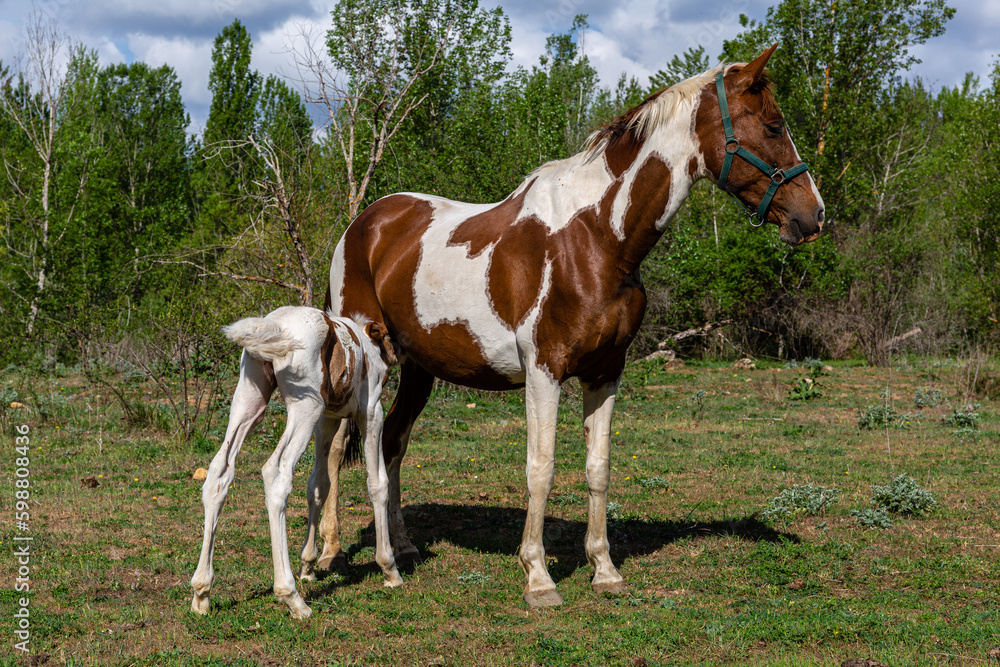 Mare with her young foal feeding on her mother's milk. Mare with her young foal feeding on her mother's milk.