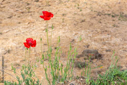 Papaver rhoeas. Plants with red wild poppy flowers.