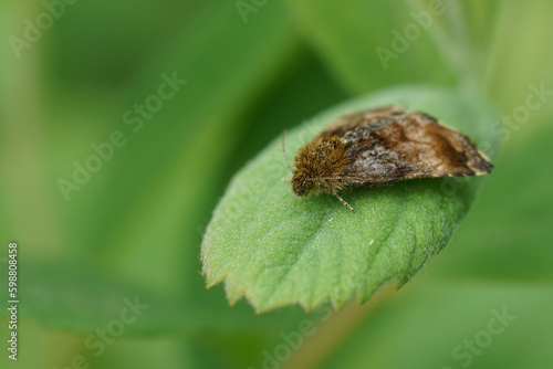 Closeup on the Small Yellow Underwing owlet moth, Panemeria tenebrata in the garden photo