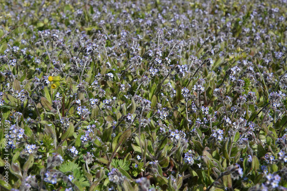Closeup on an aggregatrion of lightblue Early Forget-me-not, Myosotis ramosissima an annual flowerinbg herb