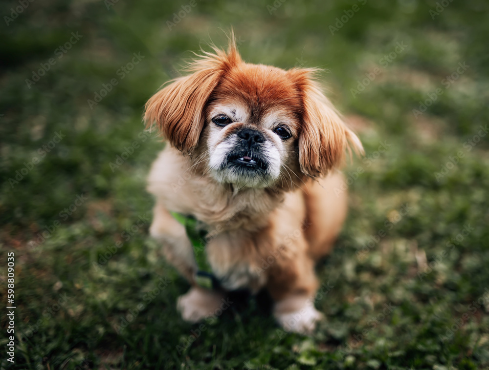 Brown long hair pekingese dog sitting in grass Brown long hair pekingese dog sitting in grass
