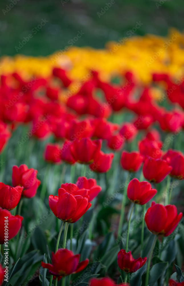 Group of red and yellow tulips in park