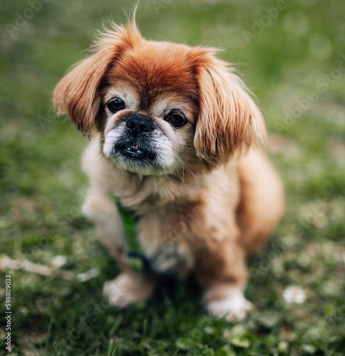 Картината върху платно Brown long hair pekingese dog sitting in grass
